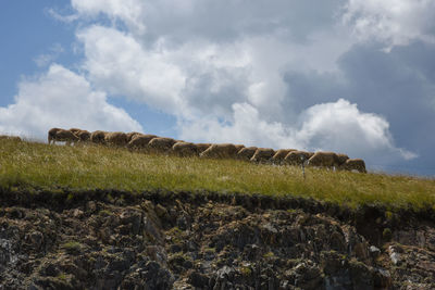 Sheep herd on field against sky