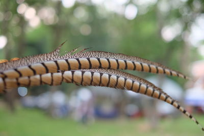 Close-up of grass