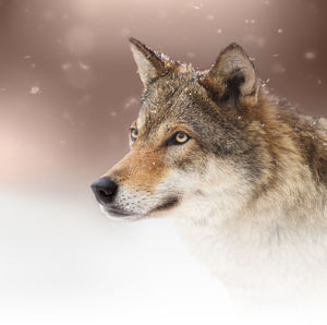 Close-up of a dog looking away