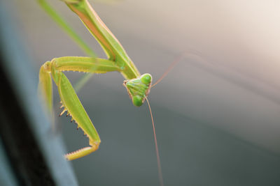 Close-up of insect on leaf