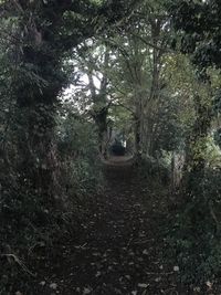 Dirt road passing through forest