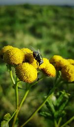 Close-up of insect on yellow flower