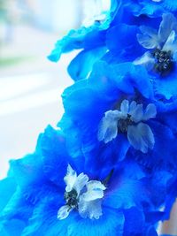 Close-up of purple flowers blooming against blue sky