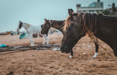 Horses on field against sky