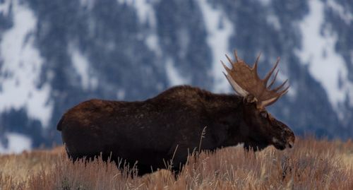 Winter moose