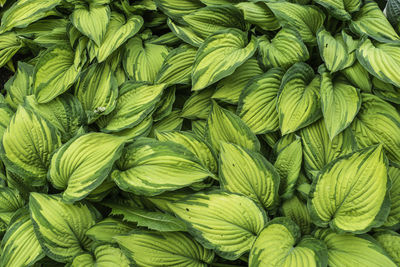 Many bright green tropical leaves as background