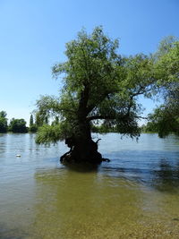 Tree by lake in forest against clear sky
