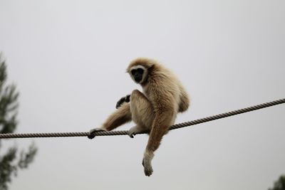 Low angle view of monkey on rope