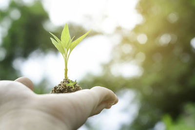 Cropped hand holding sapling