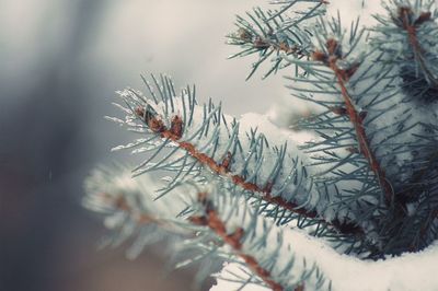 Close-up of frozen tree against sky during winter