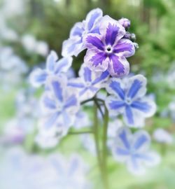 Close-up of purple flowers