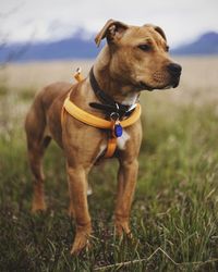 Portrait of a dog on field