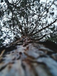 Low angle view of tree against sky