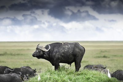 View of buffalo on field