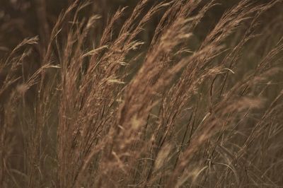 Close-up of wheat field