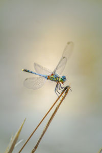 Close-up of dragonfly on plant