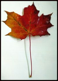 Close-up of maple leaves on white background