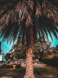 Low angle view of palm trees against sky