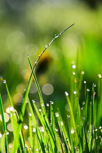 Close-up of raindrops on grass