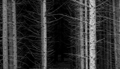 Bare trees in forest