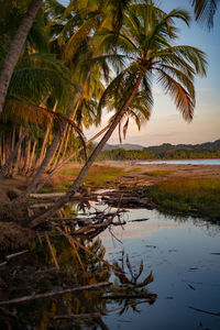 Palm trees on field during sunset