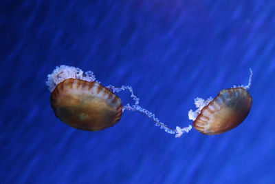 Close-up of jellyfish swimming in sea