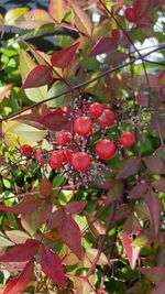 Close-up of red leaves on tree