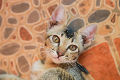 High angle portrait of cat