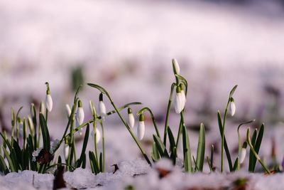 Close-up of snow on plants during winter