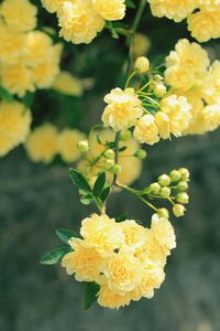 Close-up of yellow flowering plant