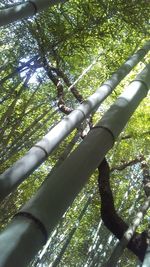 Low angle view of tree against sky