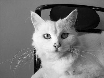Close-up portrait of cat