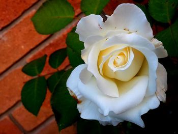 Close-up of white rose blooming outdoors