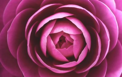 Close-up of red rose