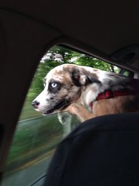 Dog looking away