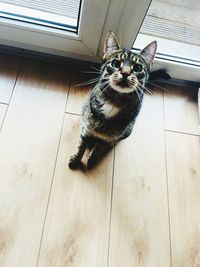 High angle view of cat sitting on floor