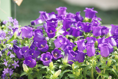 Close-up of purple flowering plants