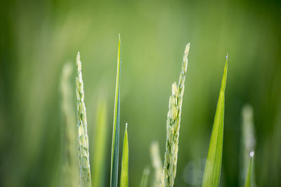 Close-up of bamboo plant on field