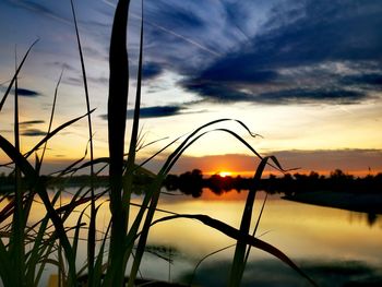 Silhouette plants by lake against romantic sky at sunset