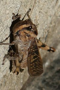 High angle view of insect on wall