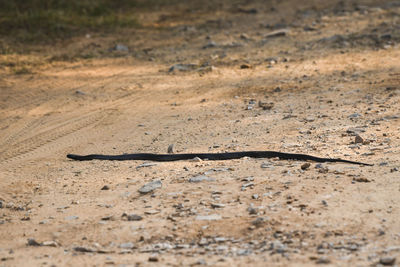 View of lizard on a field