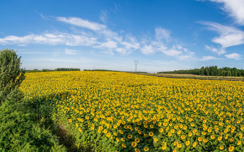 Scenic view of oilseed rape field against sky