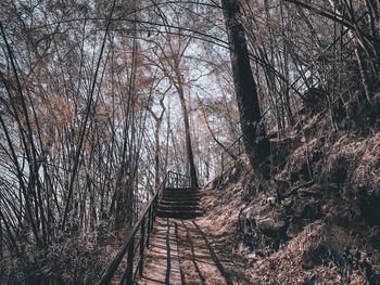 Footpath amidst bare trees in forest