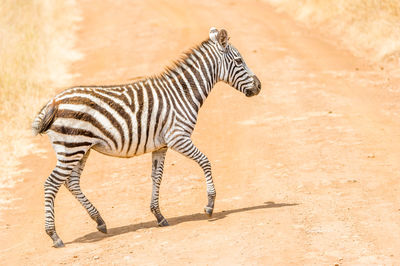 Side view of zebra running