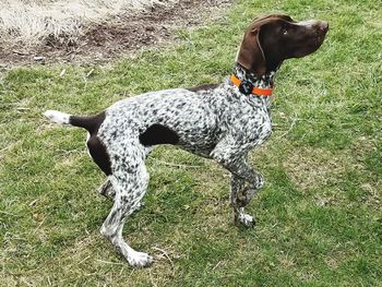 Dog on field