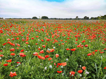 Red poppies on field against sky