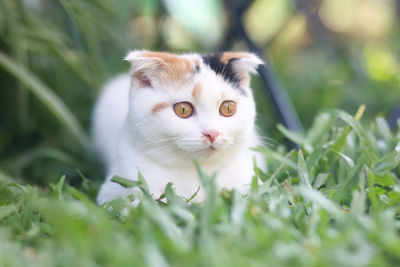 Portrait of kitten