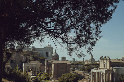 Trees and buildings against sky