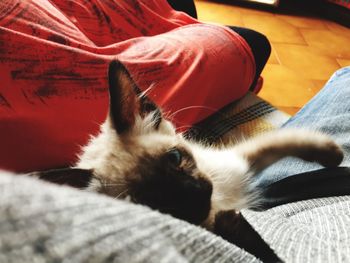 Close-up of cat lying on blanket