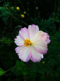 Close-up of pink flower blooming outdoors